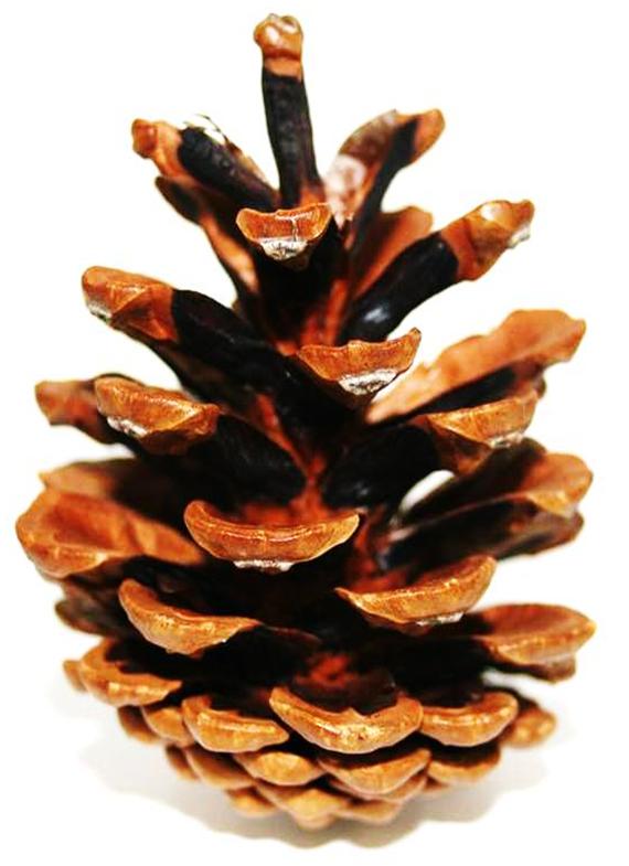 Structure Based on Cones of Coniferous Wood