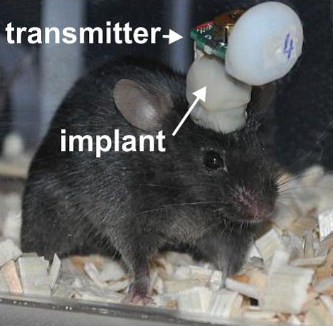 Taini Device in Use with a Mouse