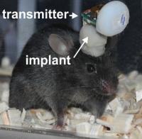 Taini Device in Use with a Mouse