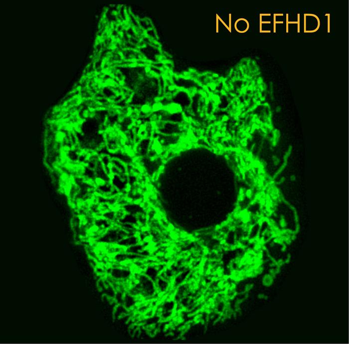 Mitochondria without EFHD1