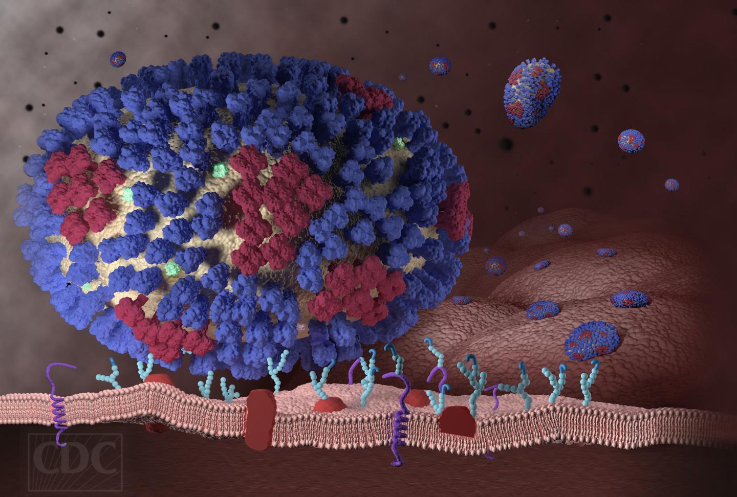 Influenza Illustration