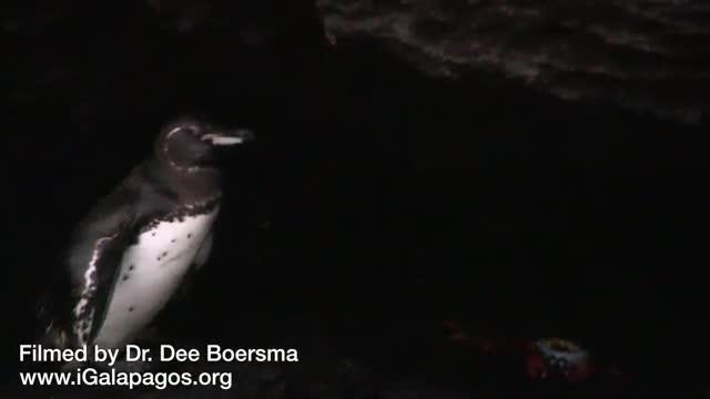 Adult Galapagos Penguin Feeding a Juvenile (2 of 2)