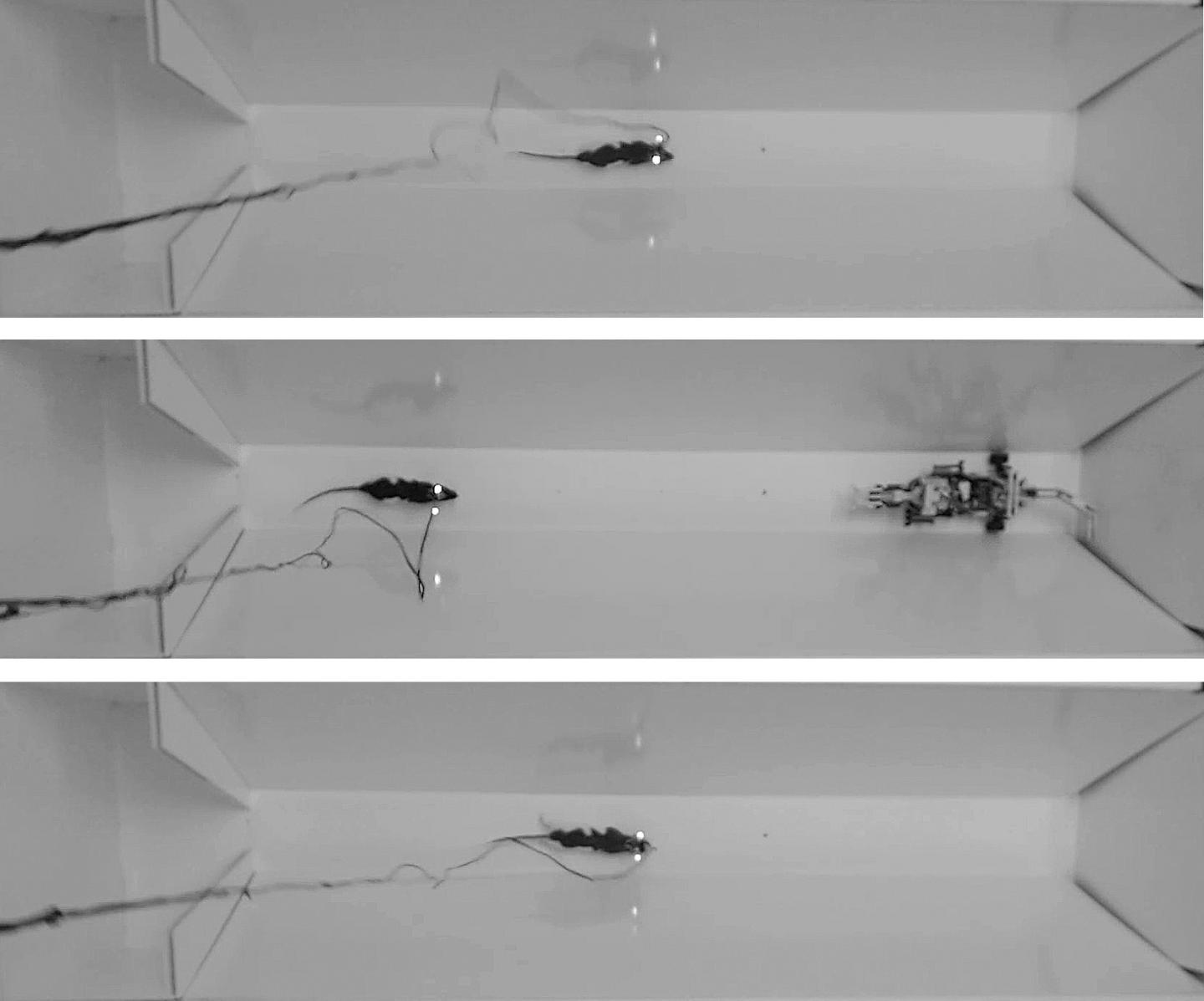 How Does a Rat's Brain React When Facing a Fearsome Predatory Robot? (1 of 1)