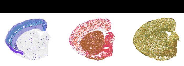 Spatial transcriptomics mouse brain