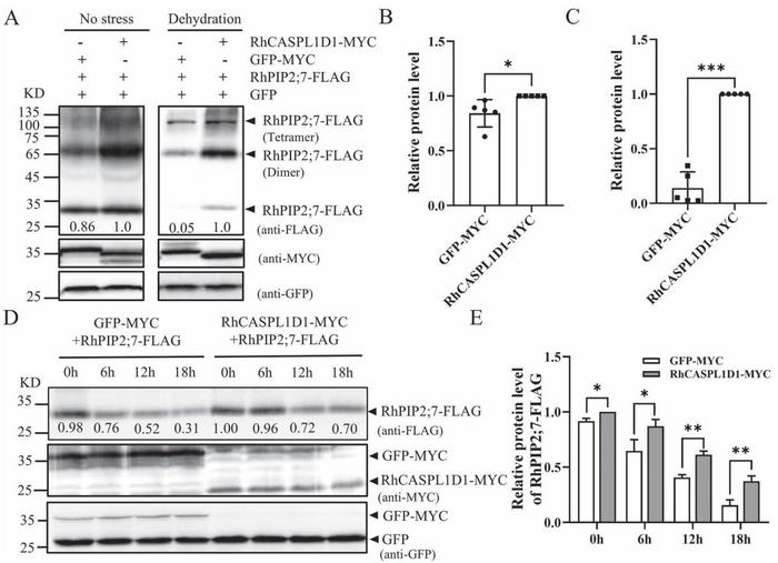 RhCASPL1D1 maintains RhPIP2;7 stability under dehydration stress.