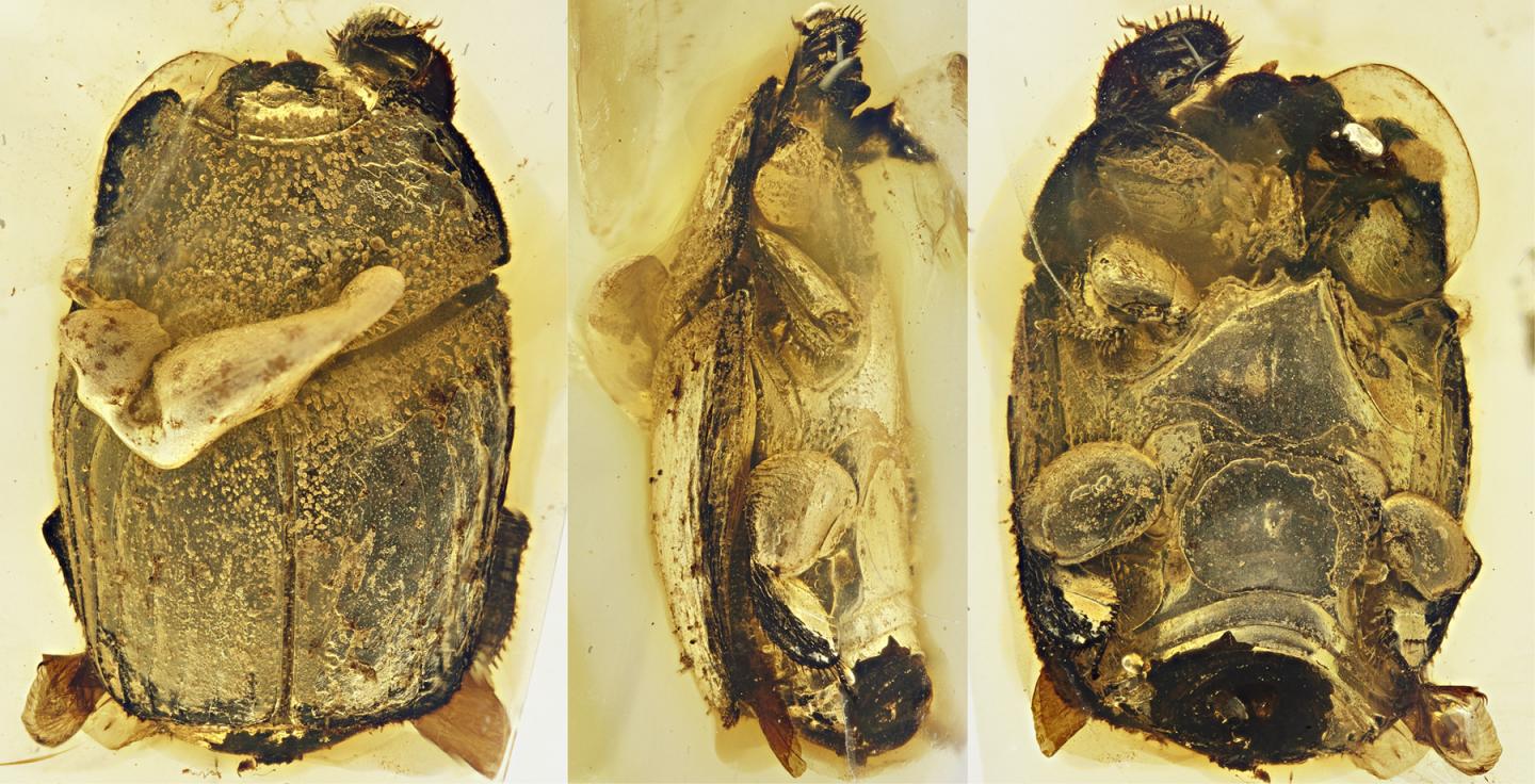 Microscope Image of Amber Beetle Fossil
