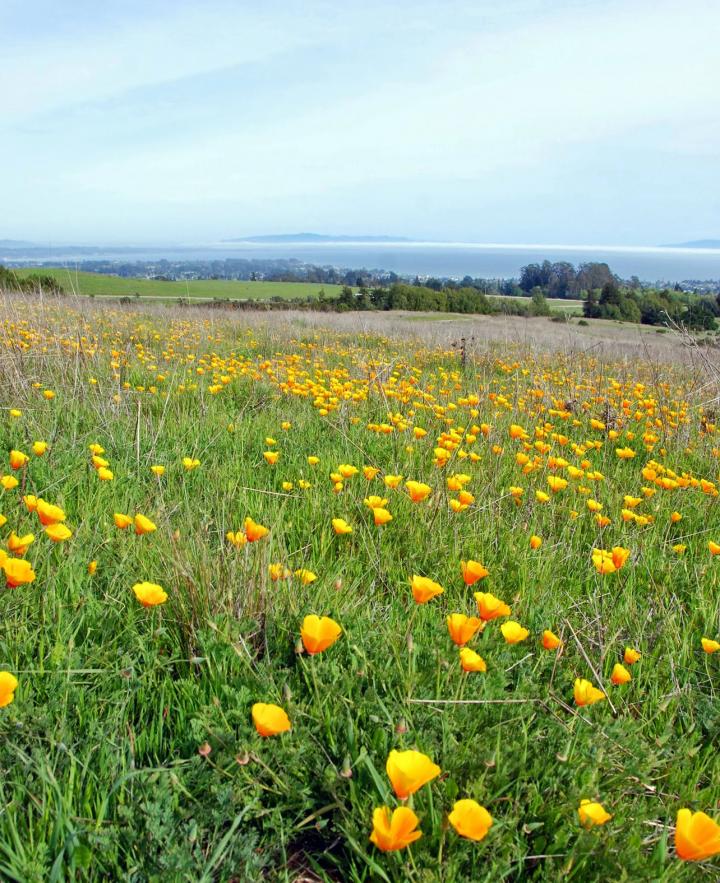 Poppies