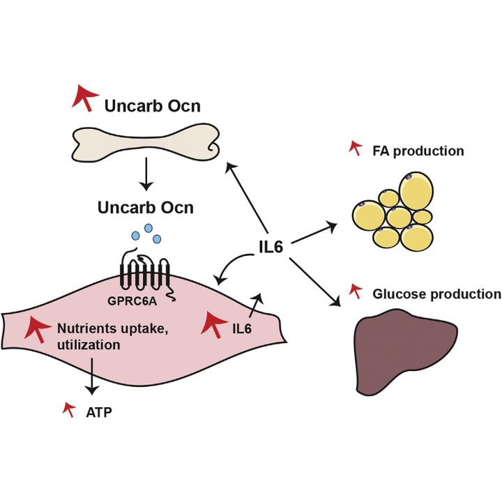 Osteocalcin and Exercise