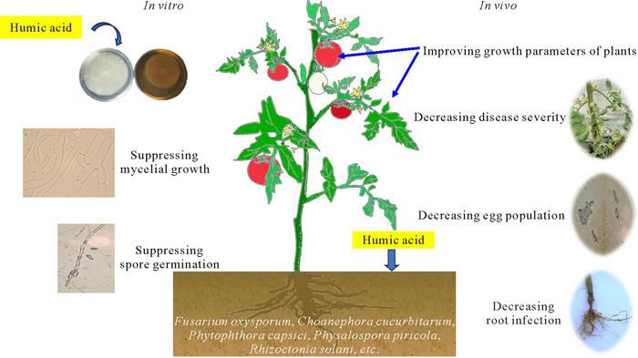 Inhibitory effects of humic acid on pathogenic fungi.