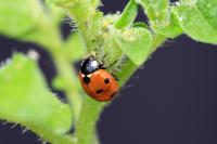 Ladybird