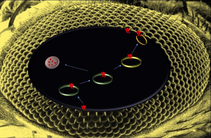 Membrane Recycling
