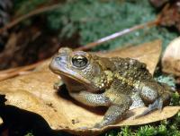 Southern Toad