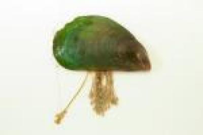 Florida Green Mussel