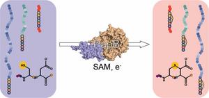 PapB enzyme