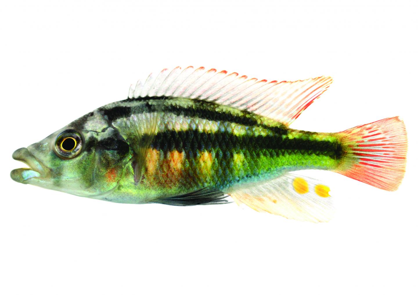 <i>Haplochromis chilotess</i> Fish