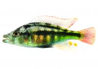 <i>Haplochromis chilotess</i> Fish