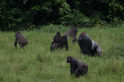 Gorilla in Bais
