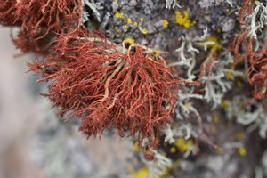 Lichen 1