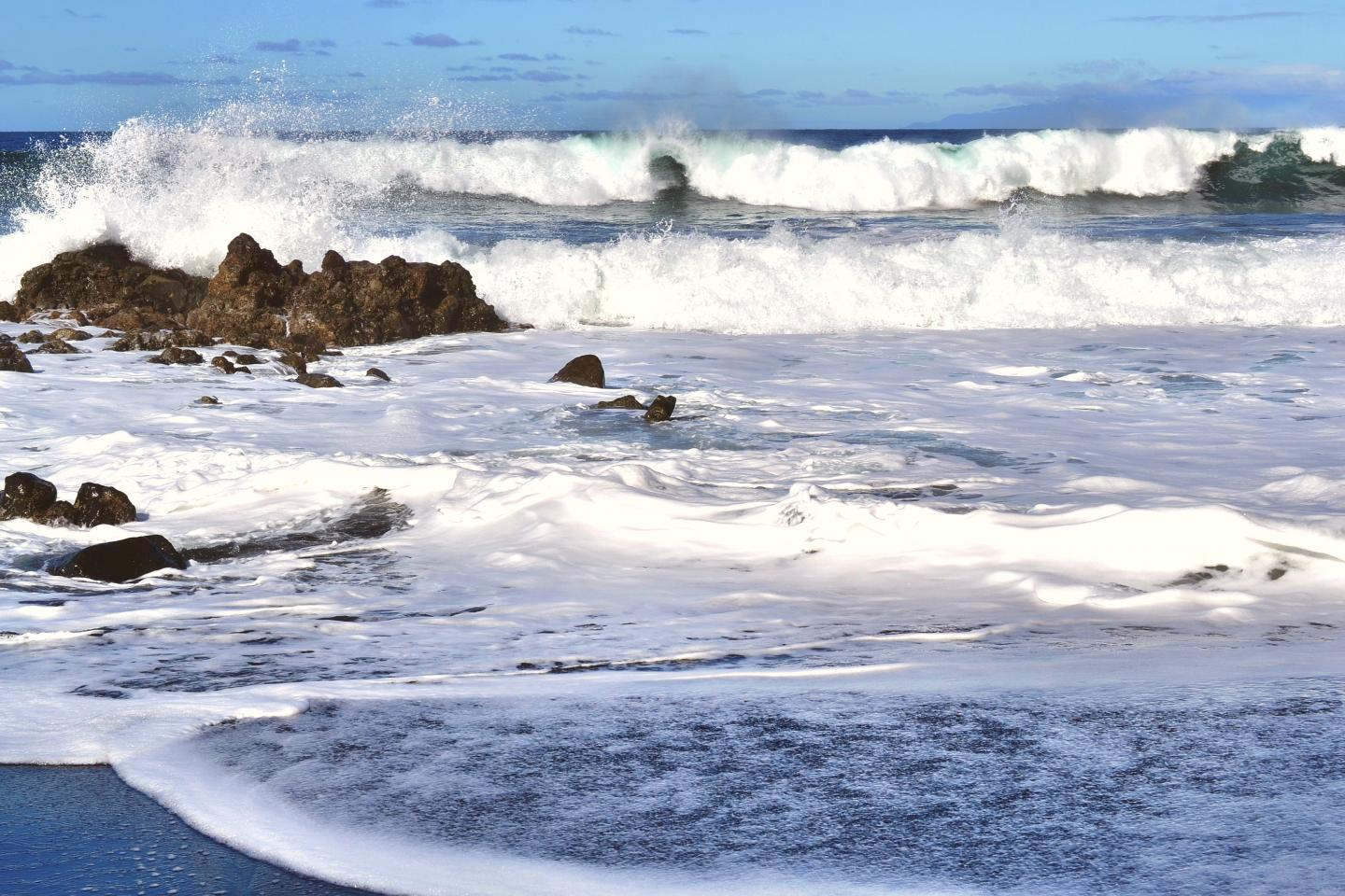 Algae and Bacteria in the Ocean