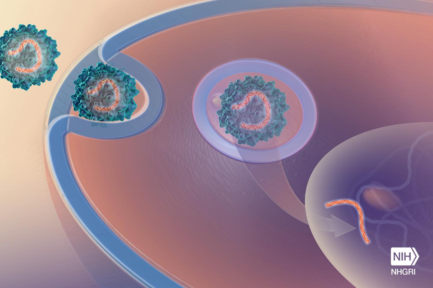 Systemic AAV9 Gene Therapy Improves The Lifespan of Mice with Niemann-Pick Disease, Type C1