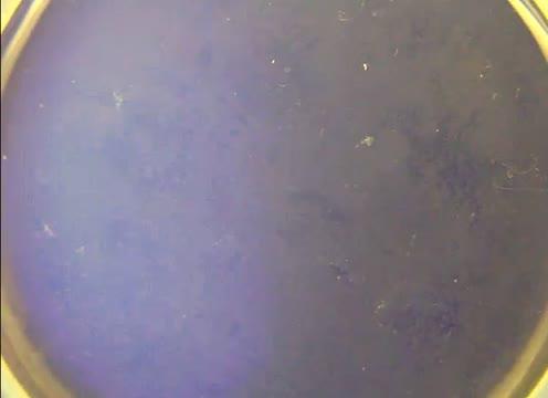 A Chameleon-inspired Material that Stiffens and Changes Color