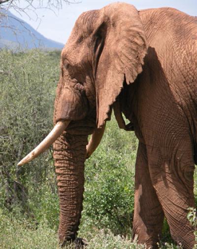 African Elephant