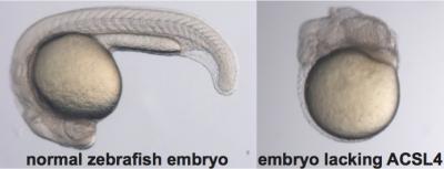 Zebrafish Embryos