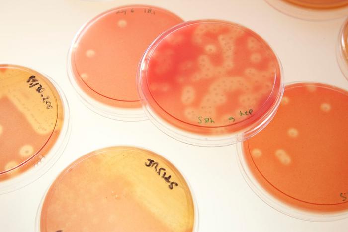 Strep A immunity is possible without getting sick