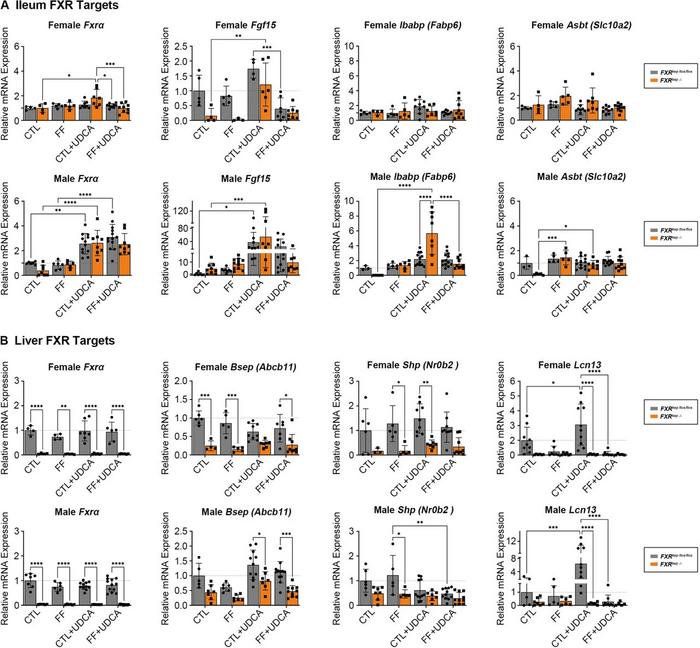 FXR targets in the liver and ileum.