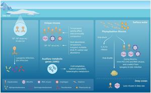 Overview of Antarctic marine viruses