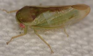 Batracomorphus ruthae