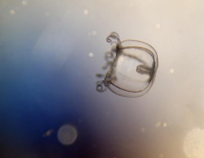 Recently transformed medusa stage of a freshwater jellyfish