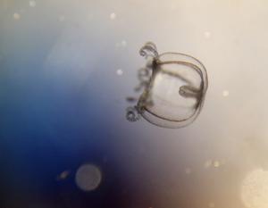 Recently transformed medusa stage of a freshwater jellyfish