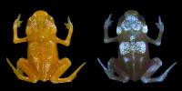Pumpkin Toadlet (<i>Brachycephalus ephippium</i>)
