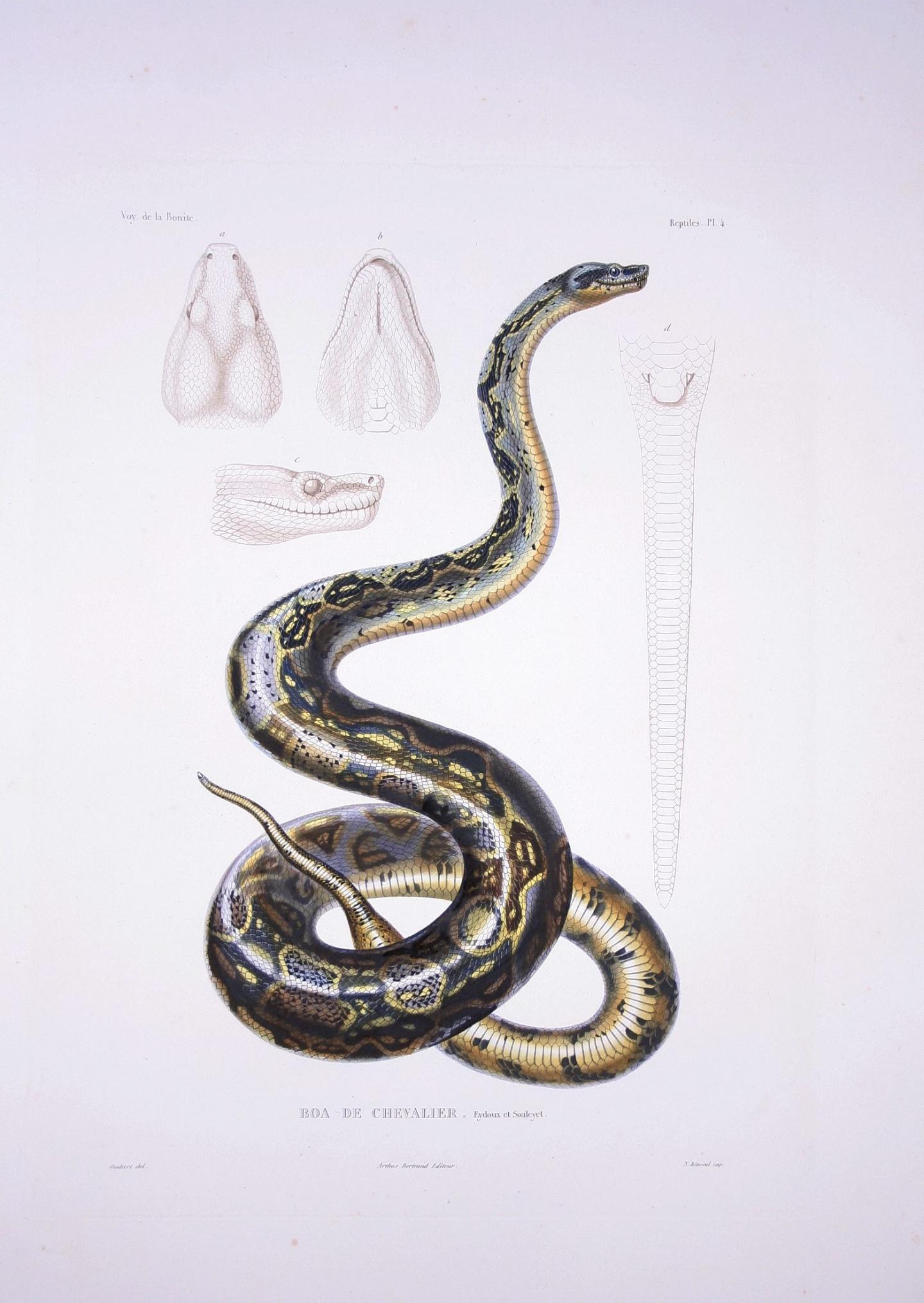 Illustration of a Boa by Eydoux & Souleyet (1852)
