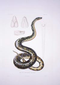 Illustration of a Boa by Eydoux & Souleyet (1852)