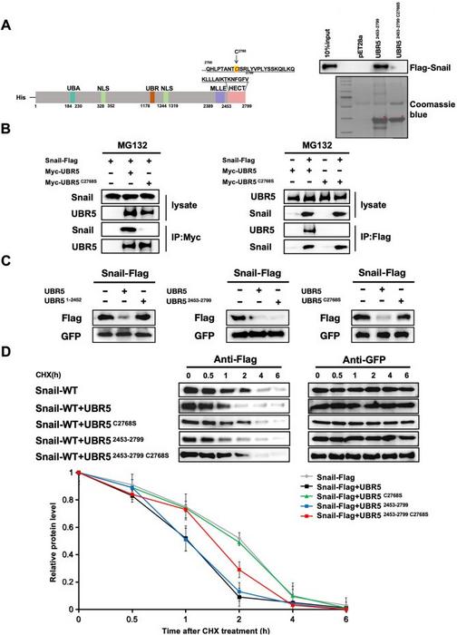 UBR5 C2768S mutation abrogated the interaction with Snail.