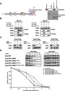 UBR5 C2768S mutation abrogated the interaction with Snail.