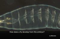 How Gene Networks Work to Create Patterns