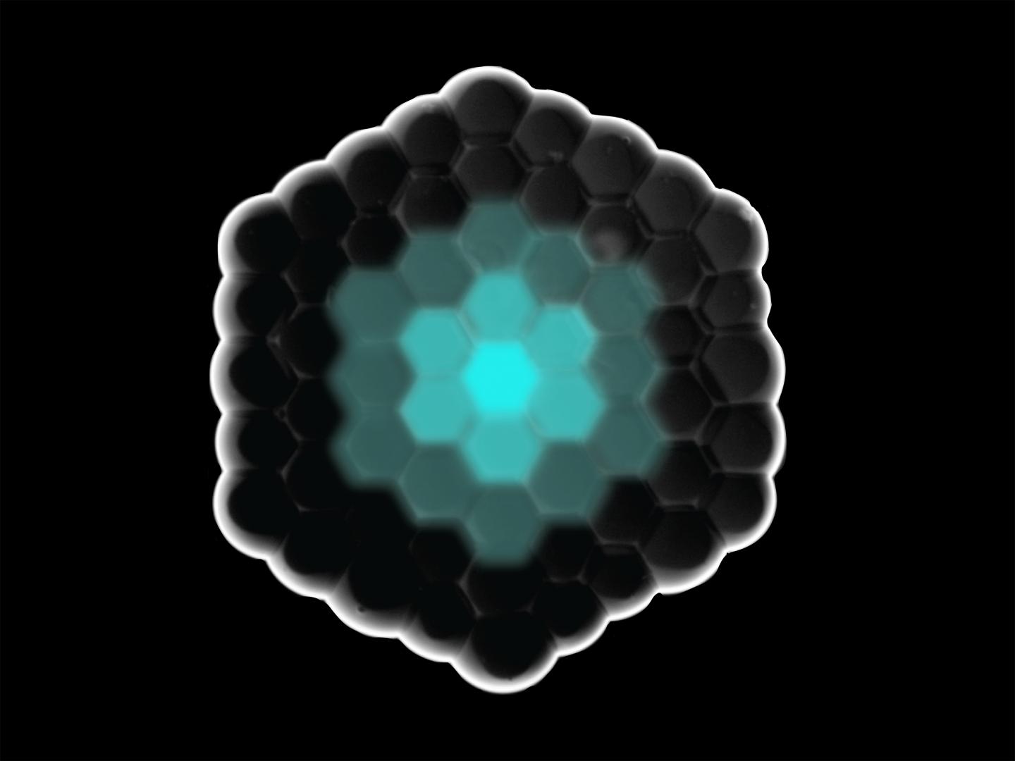 Cell Structure