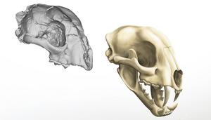 Cranium and complete skull of A. kansensis