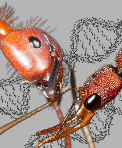 A Tale of 2 Ant Genomes (5 of 6)