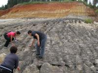 Fossil Peach (2 of 3)