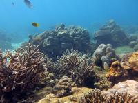 Recovering Reef, Seychelles