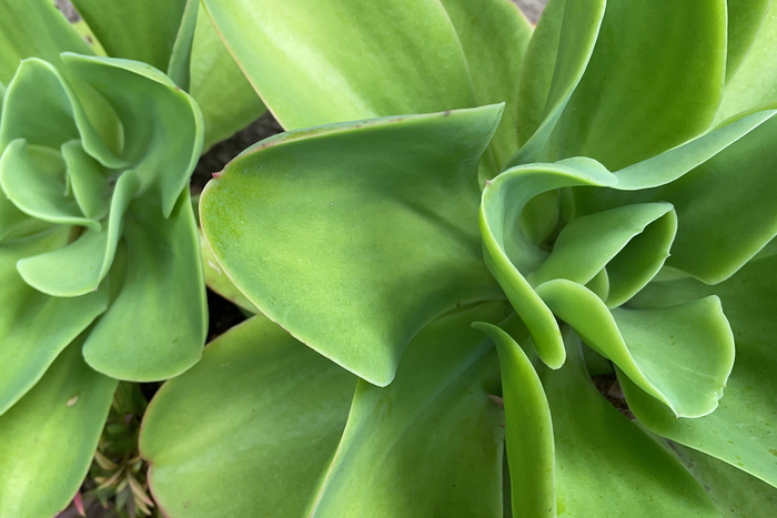 Succulent