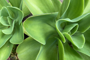 Succulent