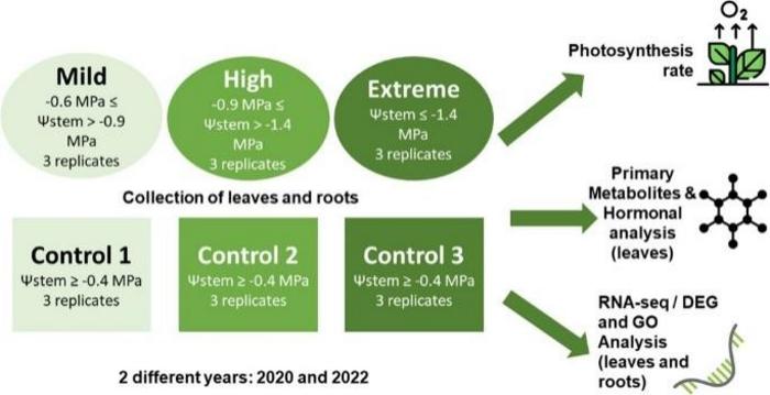 Experimental design on greenhouse conditions at three different water deficit levels depending on the hydric potential of leaves.