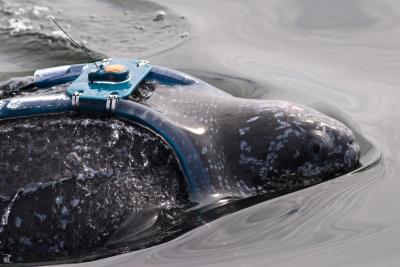 Leatherback Turtle