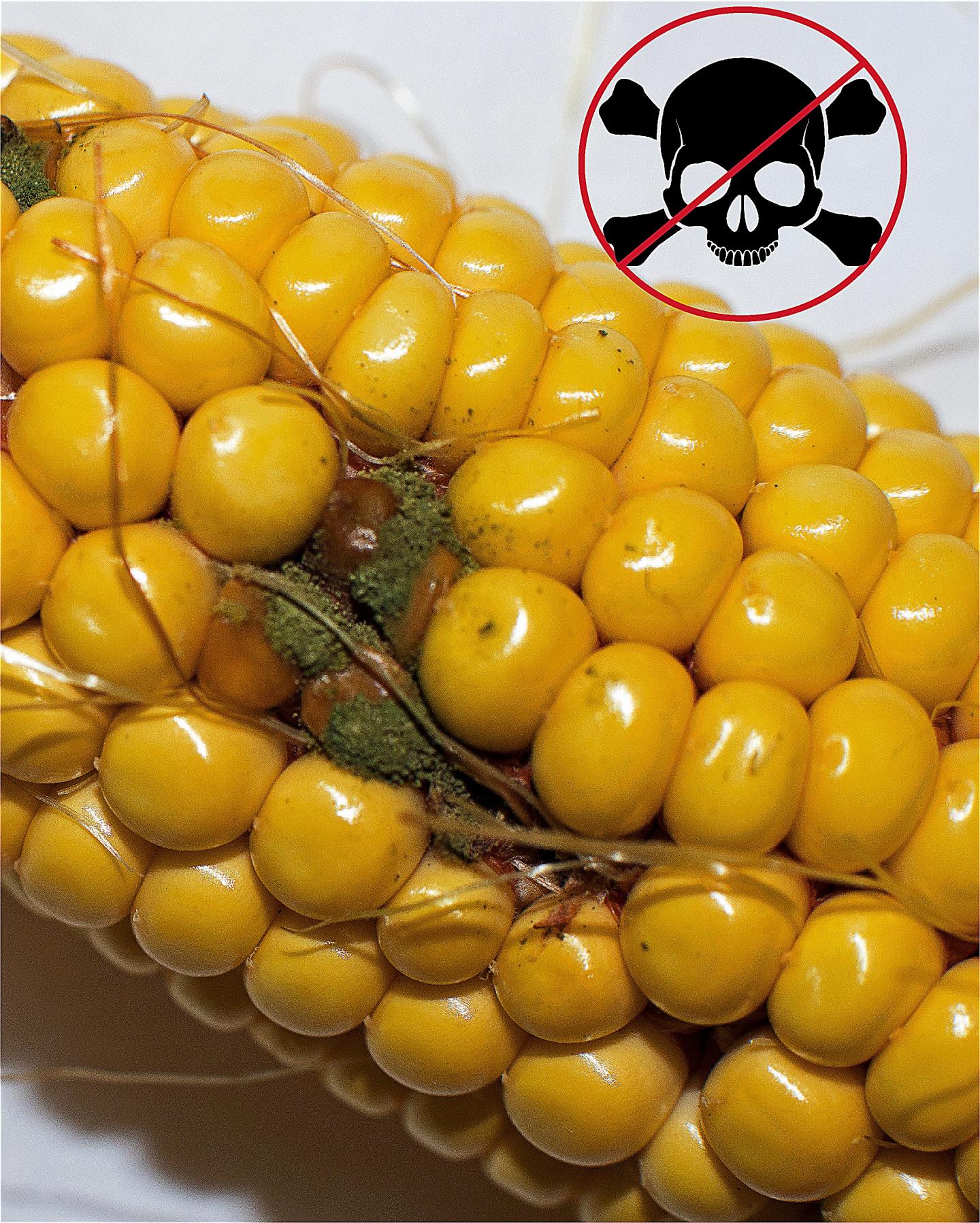 Corn Cob Infected with <i>Aspergillus</i> Fungus