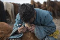 Horse Dentist